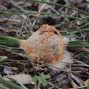 Fuligo septica (Scrambled egg slime) at Conder, ACT by MichaelBedingfield