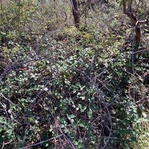 Rubus anglocandicans at Watson, ACT - 17 Jan 2025 10:39 AM