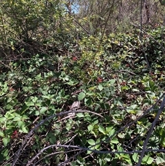 Rubus anglocandicans at Watson, ACT - 17 Jan 2025 10:39 AM