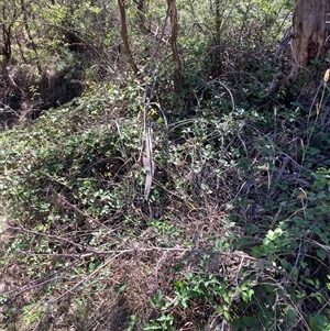 Rubus anglocandicans at Watson, ACT - 17 Jan 2025 10:39 AM