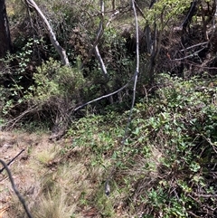 Rubus anglocandicans at Watson, ACT - 17 Jan 2025 10:39 AM