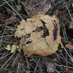 Unidentified Slime Mould at Conder, ACT - 26 Jan 2024 by MichaelBedingfield