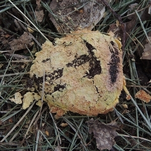 Fuligo septica (Scrambled egg slime) at Conder, ACT by MichaelBedingfield