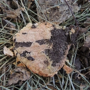 Fuligo septica (Scrambled egg slime) at Conder, ACT by MichaelBedingfield