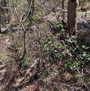 Rubus anglocandicans at Watson, ACT - 17 Jan 2025