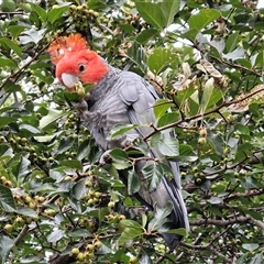 Callocephalon fimbriatum (Gang-gang Cockatoo) at Lyneham, ACT - 22 Jan 2025 by trevorpreston