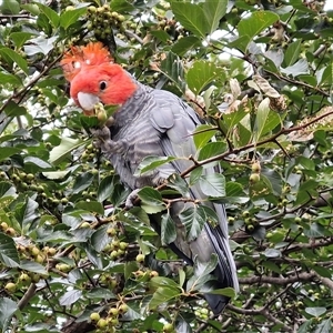 Callocephalon fimbriatum (Gang-gang Cockatoo) at Lyneham, ACT by trevorpreston