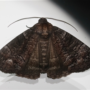 Dysbatus (genus) (A Line Geometrid.) at Ainslie, ACT by jb2602