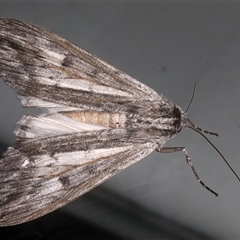 Capusa senilis (Black-banded Wedge-moth) at Ainslie, ACT - 21 Jan 2025 by jb2602