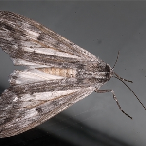 Capusa senilis (Black-banded Wedge-moth) at Ainslie, ACT by jb2602