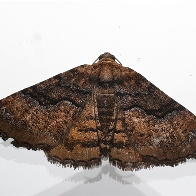 Aporoctena undescribed species (A Geometrid moth (Ennominae)) at Ainslie, ACT - 20 Jan 2025 by jb2602