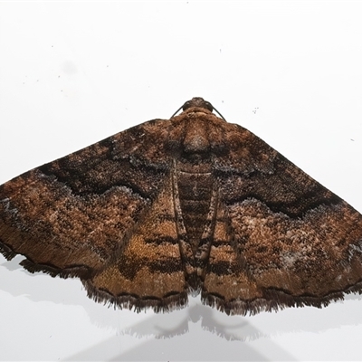 Aporoctena undescribed species (A Geometrid moth) at Ainslie, ACT - 20 Jan 2025 by jb2602