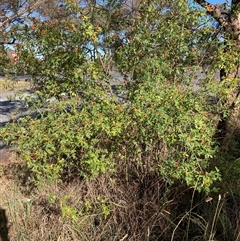 Rosa sp. (A Wild Rose) at Kenny, ACT - 16 Jan 2025 by waltraud