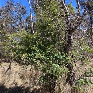 Rosa rubiginosa at Watson, ACT - 17 Jan 2025