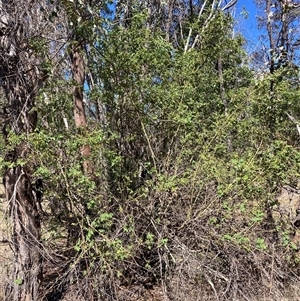 Rosa rubiginosa at Watson, ACT - 17 Jan 2025