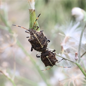 Oncocoris geniculatus at Lyons, ACT - 22 Jan 2025 04:07 PM