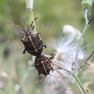 Oncocoris geniculatus at Lyons, ACT - 22 Jan 2025 04:07 PM