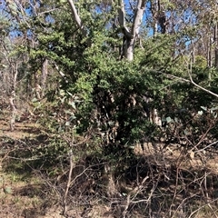 Pyracantha angustifolia (Firethorn, Orange Firethorn) at Watson, ACT - 16 Jan 2025 by waltraud