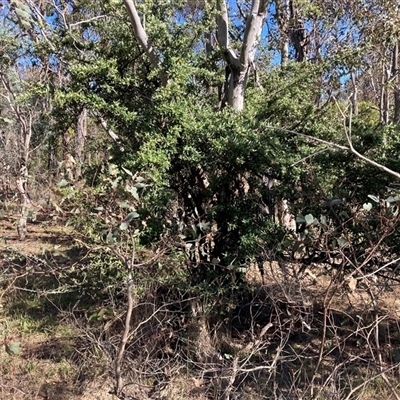 Pyracantha angustifolia (Firethorn, Orange Firethorn) at Watson, ACT - 16 Jan 2025 by waltraud