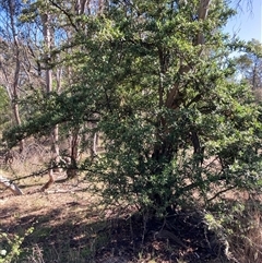 Pyracantha angustifolia at Watson, ACT - 17 Jan 2025 09:17 AM