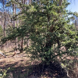 Pyracantha angustifolia at Watson, ACT - 17 Jan 2025 09:17 AM