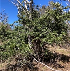 Pyracantha angustifolia (Firethorn, Orange Firethorn) at Watson, ACT - 17 Jan 2025 by waltraud