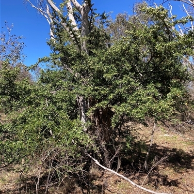 Pyracantha angustifolia (Firethorn, Orange Firethorn) at Watson, ACT - 16 Jan 2025 by waltraud