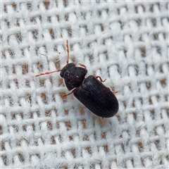 Stegobium paniceum (Drugstore beetle) at Harrison, ACT - 21 Jan 2025 by DPRees125