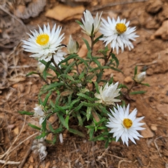 Helichrysum leucopsideum (Satin Everlasting) at Monga, NSW - 22 Jan 2025 by MatthewFrawley