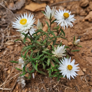 Helichrysum leucopsideum (Satin Everlasting) at Monga, NSW by MatthewFrawley