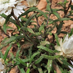 Helichrysum leucopsideum at Monga, NSW - 22 Jan 2025 01:55 PM