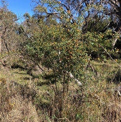 Rosa rubiginosa (Sweet Briar, Eglantine) at Kenny, ACT - 17 Jan 2025 by waltraud