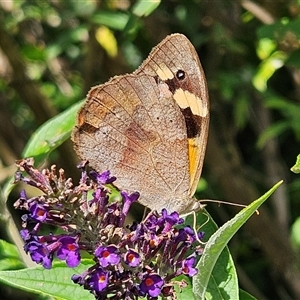 Heteronympha merope at Braidwood, NSW - 22 Jan 2025