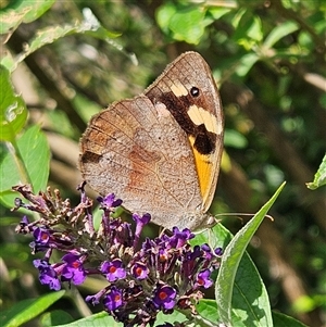 Heteronympha merope at Braidwood, NSW - 22 Jan 2025