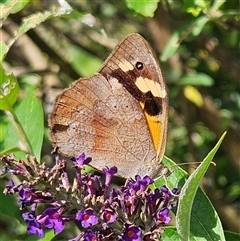 Heteronympha merope at Braidwood, NSW - 22 Jan 2025