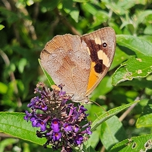 Heteronympha merope at Braidwood, NSW - 22 Jan 2025