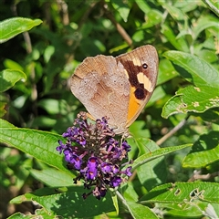 Heteronympha merope at Braidwood, NSW - 22 Jan 2025