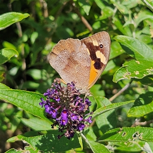 Heteronympha merope at Braidwood, NSW - 22 Jan 2025 11:59 AM
