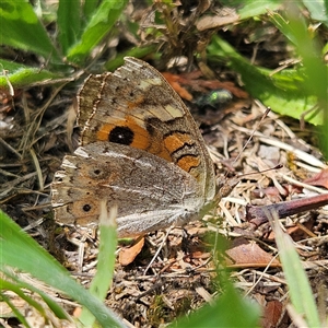 Junonia villida at Braidwood, NSW - 22 Jan 2025 11:56 AM