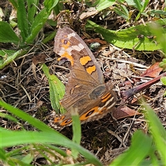 Junonia villida at Braidwood, NSW - 22 Jan 2025 11:56 AM