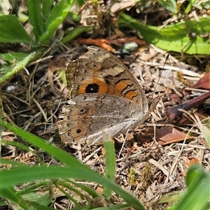 Junonia villida at Braidwood, NSW - 22 Jan 2025 11:56 AM