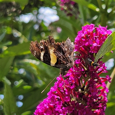 Vanessa itea (Yellow Admiral) at Braidwood, NSW - 22 Jan 2025 by MatthewFrawley