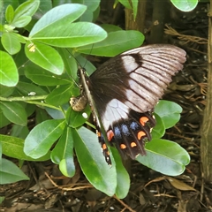 Papilio aegeus (Orchard Swallowtail, Large Citrus Butterfly) at Braidwood, NSW - 22 Jan 2025 by MatthewFrawley