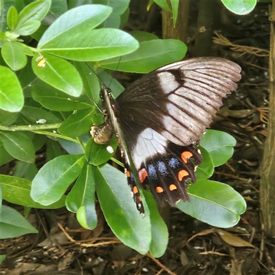 Papilio aegeus (Orchard Swallowtail, Large Citrus Butterfly) at Braidwood, NSW - 22 Jan 2025 by MatthewFrawley