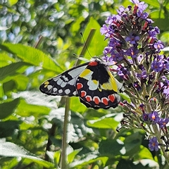 Delias aganippe (Spotted Jezebel) at Braidwood, NSW - 22 Jan 2025 by MatthewFrawley