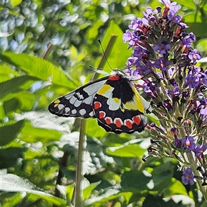 Delias aganippe (Spotted Jezebel) at Braidwood, NSW by MatthewFrawley