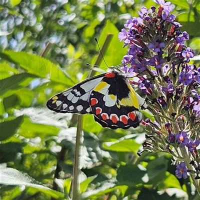 Delias aganippe (Spotted Jezebel) at Braidwood, NSW - 22 Jan 2025 by MatthewFrawley