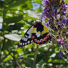 Delias aganippe at Braidwood, NSW - 22 Jan 2025