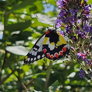 Delias aganippe at Braidwood, NSW - 22 Jan 2025