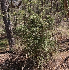 Crataegus monogyna (Hawthorn) at Watson, ACT - 17 Jan 2025 by waltraud